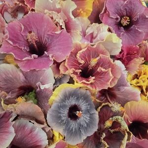 Distractions Meditations Humor